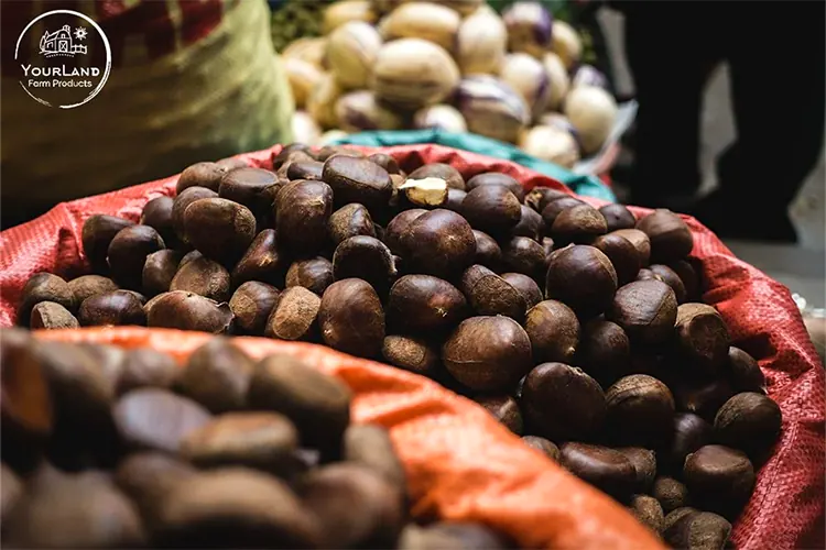 წაბლი