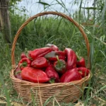 წითელი ბულგარული