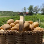 კარტოფილი