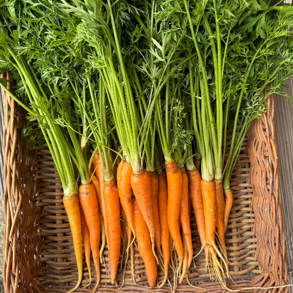 სტაფილო