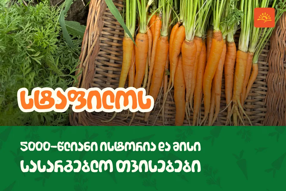 იორლენდის სტაფილო