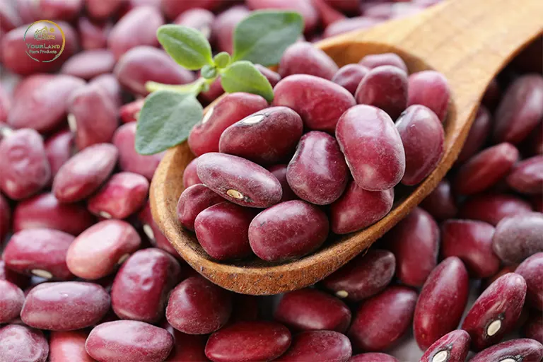 წითელი ლობიო