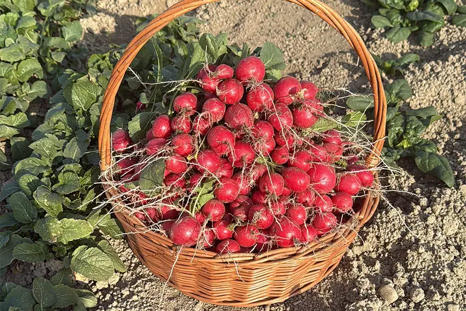 ბოლოკი კალათაში