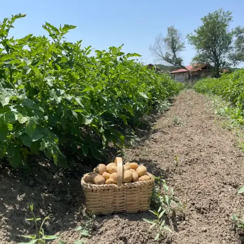 კარტოფილი კალათაში
