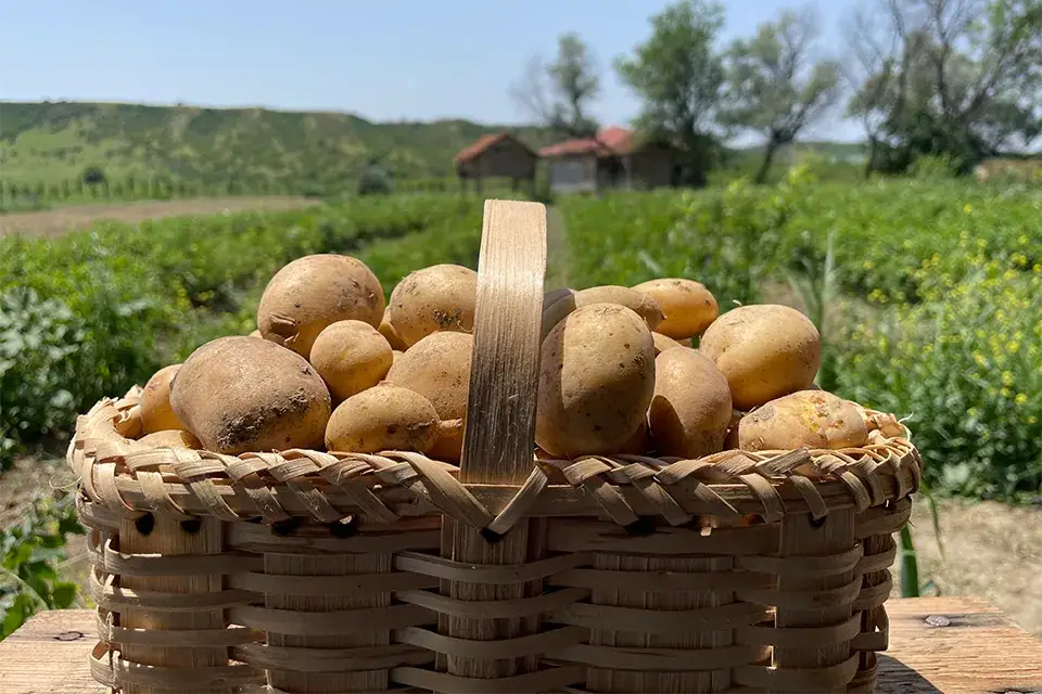 კარტოფილი კალათაში
