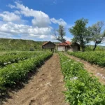 კარტოფილის ბაღი