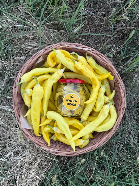 მწნილი წიწაკის